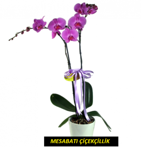 2 Köklü Mor Orkide