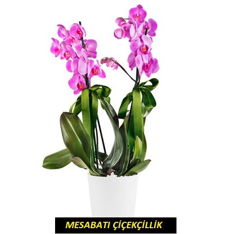 4 Köklü Mor Orkide